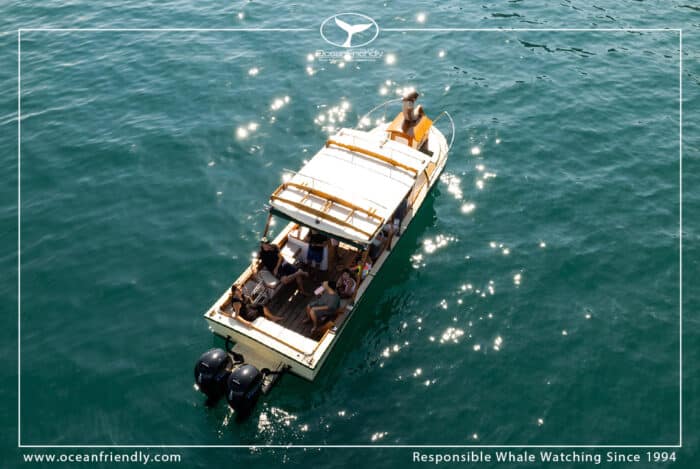 Private Premium Whale Watching Tour - Image 3