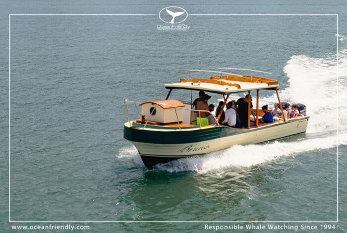Private Premium Whale Watching Tour - Image 2