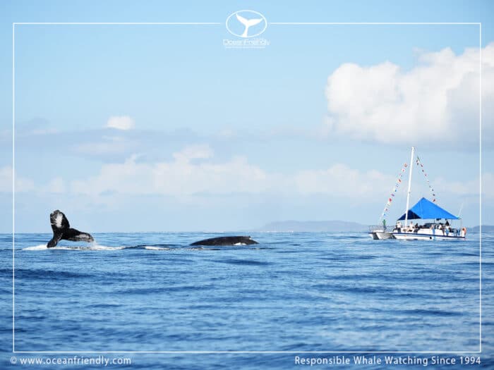 Private Fun & Whales Tour - Whale Watching Catamaran 4 hour - Image 5
