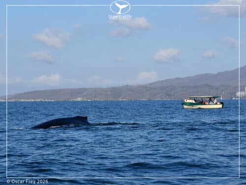 Humpback Whale Watching Puerto valalrta