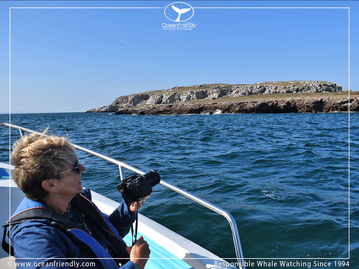 Islas Marietas Wildlife & Birdwatching Tour (5 hour tour) - Image 3
