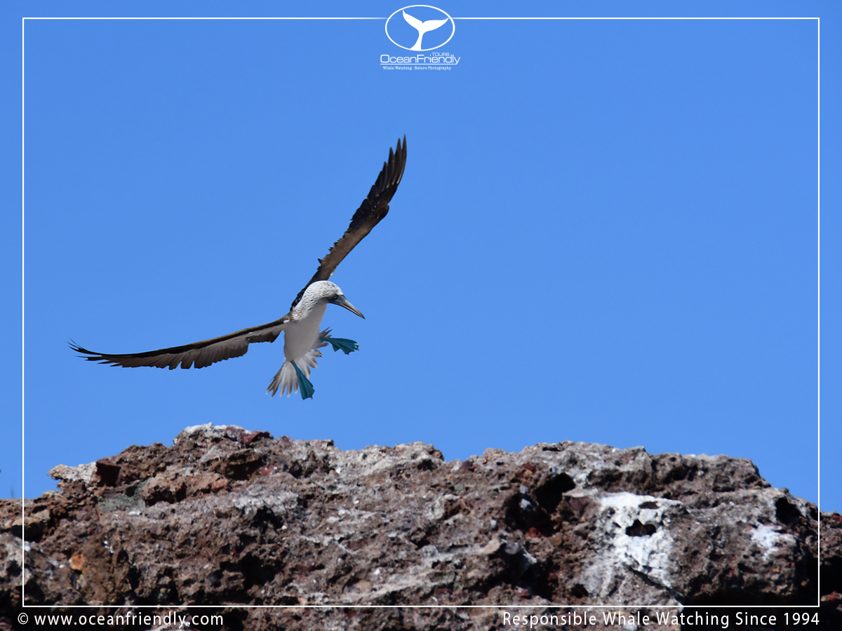 Islas Marietas Wildlife & Birdwatching Tour (5 hour tour) - Image 2