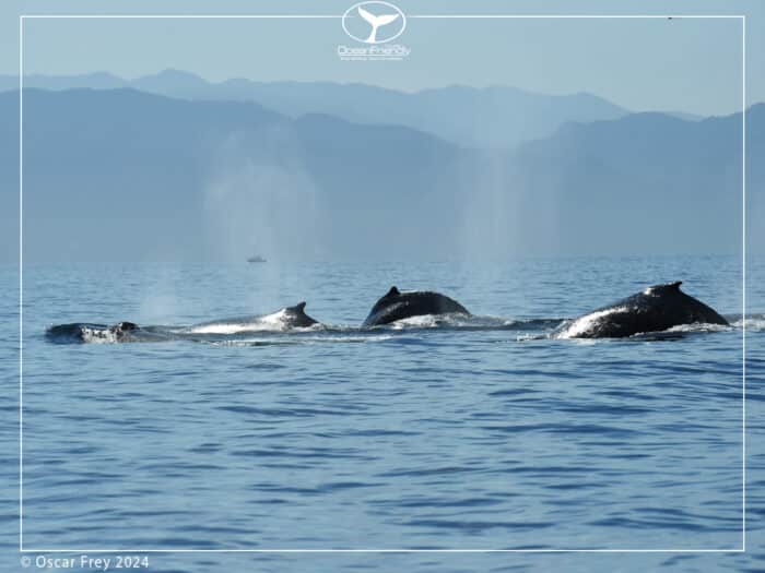 Private Fun & Whales Tour - Whale Watching Catamaran 4 hour - Image 6