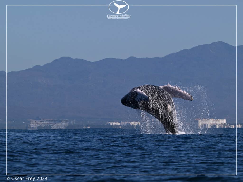 whale breaching, is whale watching ethical, responsible whale watching, are whale watching tours bad for whales, are whale watching tours ethical