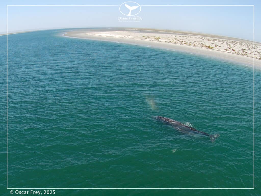 San Ignacio Lagoon, climate change and whales