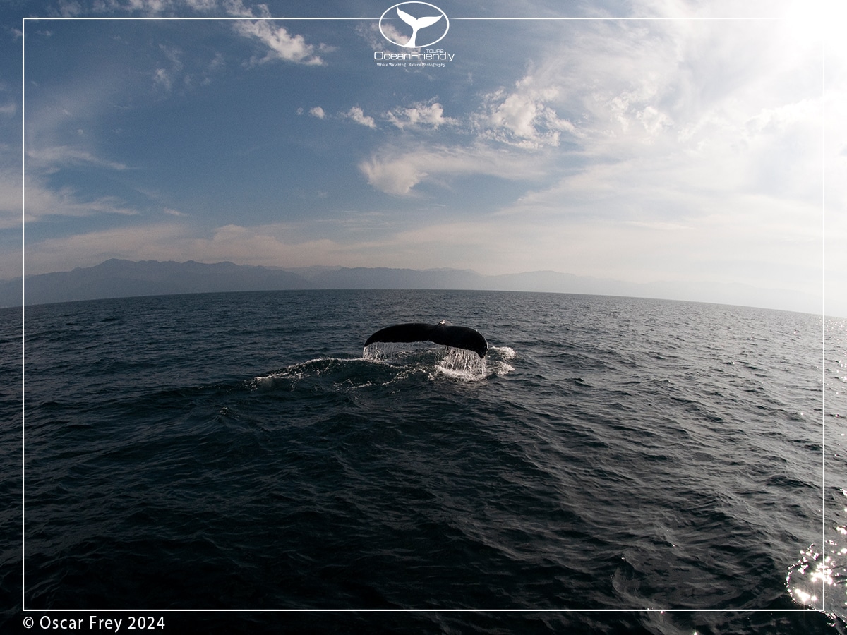 Humback whale tail in the vastitude, is whale watching ethical, are whale watching tours bad for whales