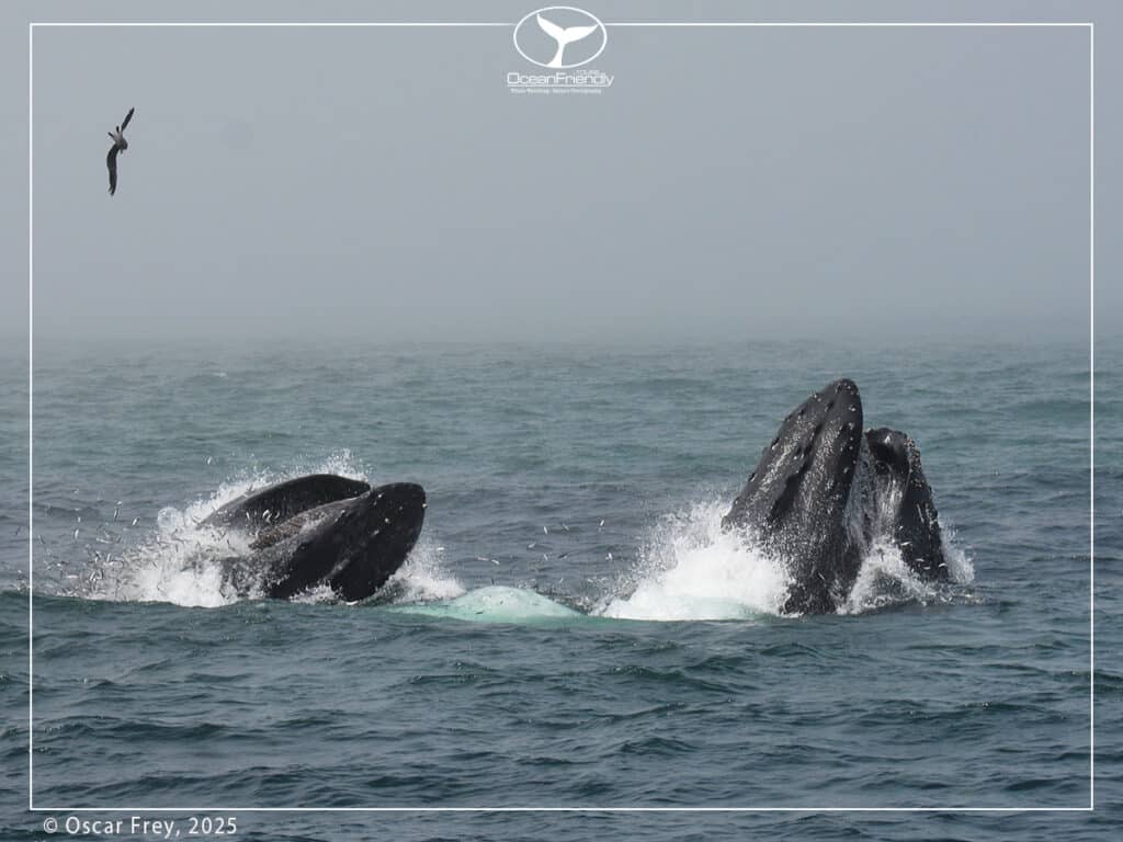 Two humback whales surfacing the water, climate change and whales