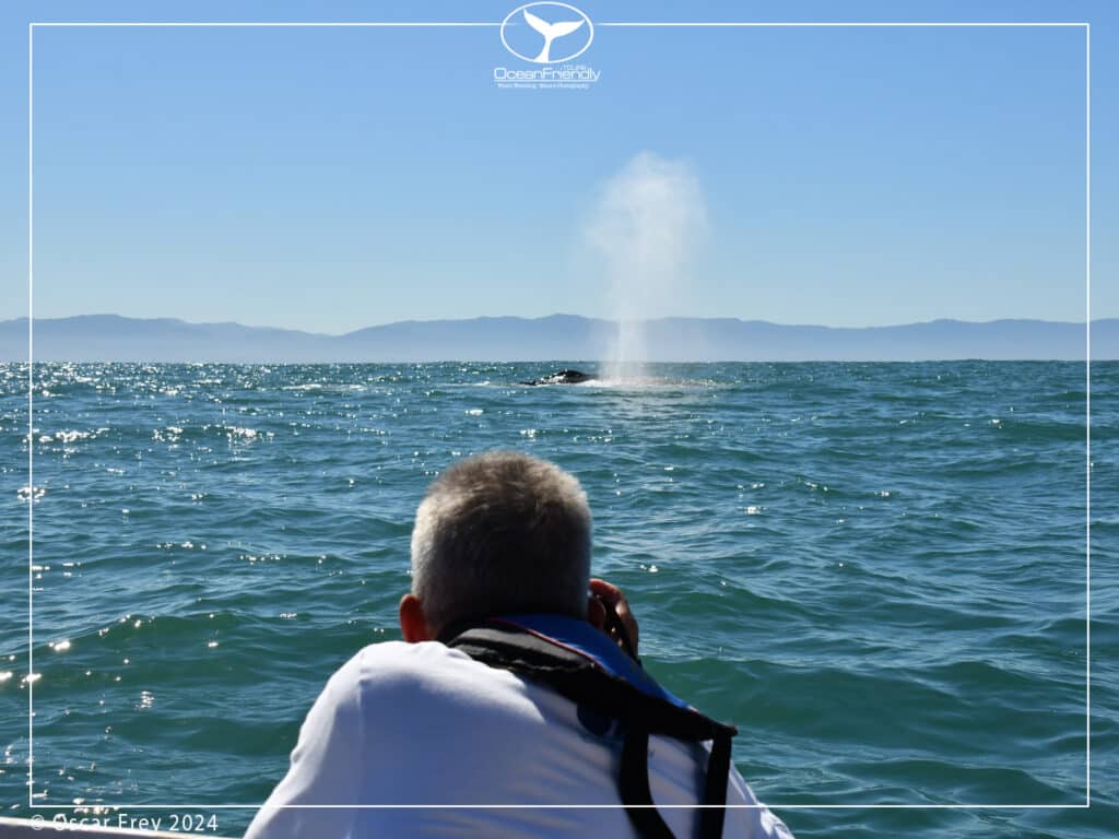 man using binoculars to spot whale, is whale watching ethical, responsible whale watching, are whale watching tours bad for whales, are whale watching tours ethical