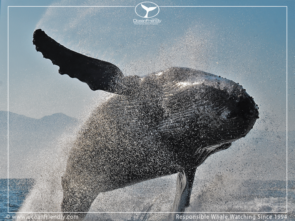 Humpback whale jumping, climate change and whales