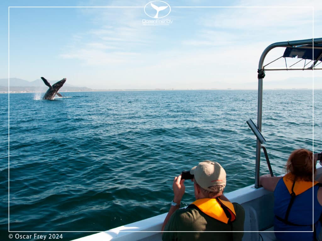 Whale breaching, is whale watching ethical, responsible whale watching, are whale watching tours bad for whales, are whale watching tours ethical